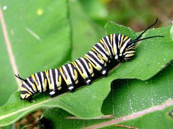 Monarch butterfly larvae only eat one thing, and it's running low ...