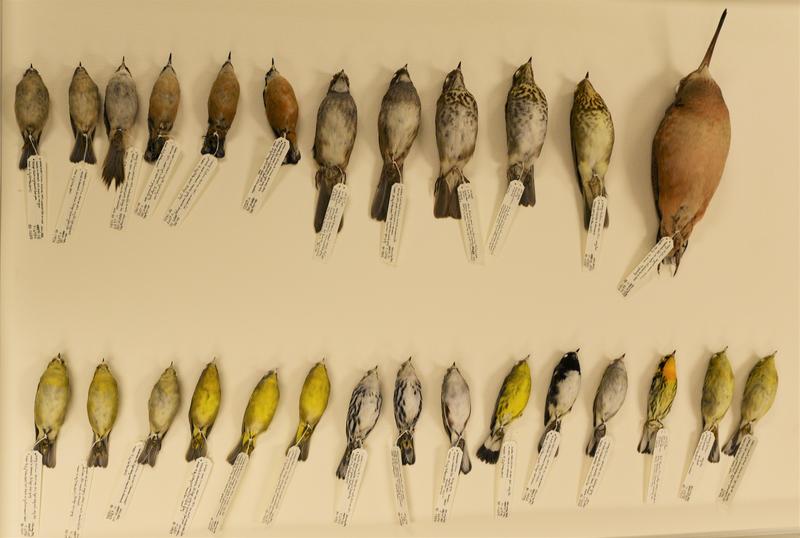 Hundreds of millions of birds die in collisions with building windows