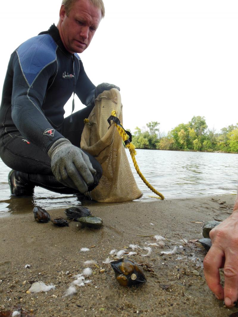 Endangered mussel delaying Grand River whitewater project | Michigan Radio