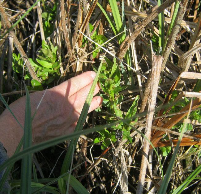 Invasive species success story: Purple Loosestrife | Michigan Radio