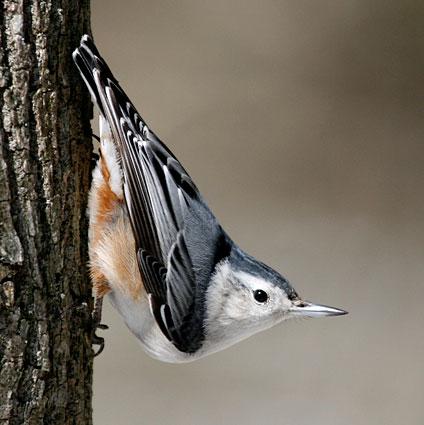 Woodpeckers and nuthatches benefit in ash borer's wake | Michigan Radio