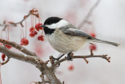 Is The Chickadee Population In Decline In Michigan - 