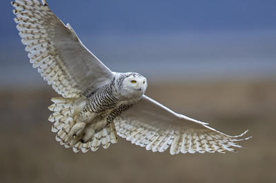 Birders Break Records For Great Backyard Bird Count Michigan Radio
