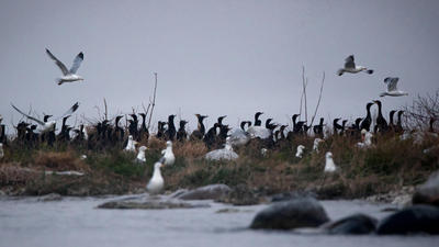 Demand To Kill Cormorants Grows In Great Lakes Michigan Radio