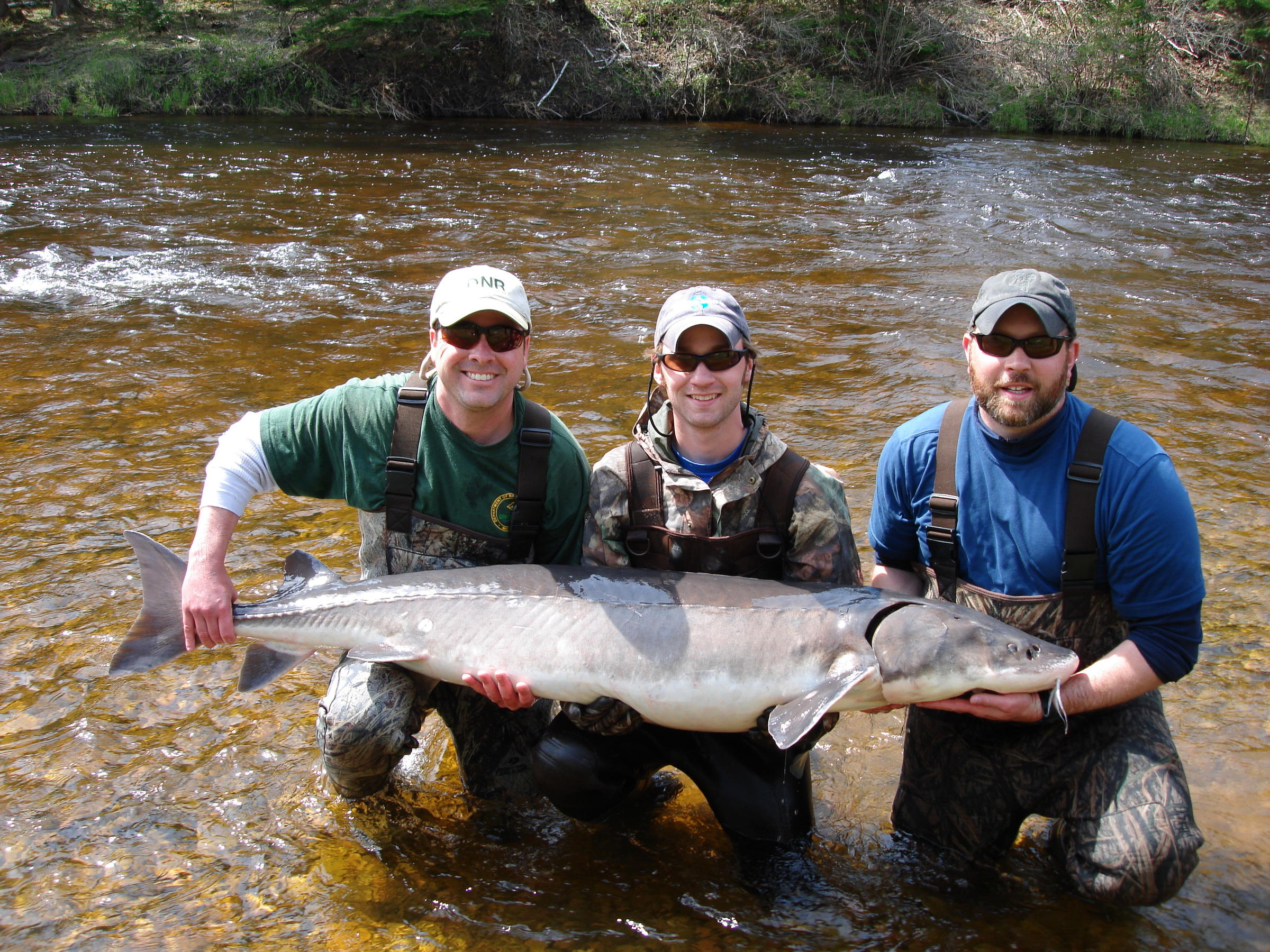 Sturgeon season to open on Michigan lake | Michigan Radio