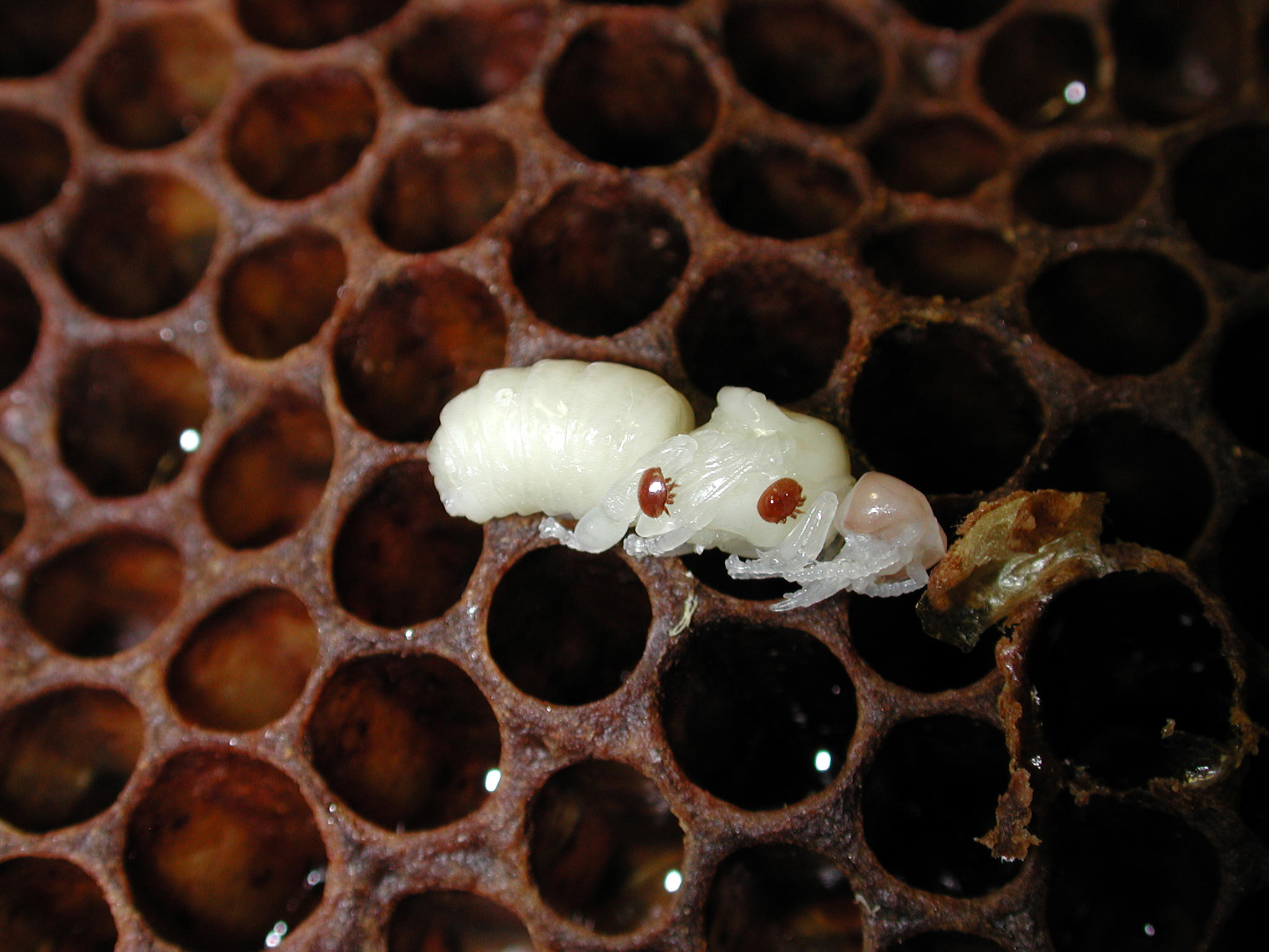 Varroa Mites Attack Honey Bees By Camouflaging Their Scent Michigan Radio 
