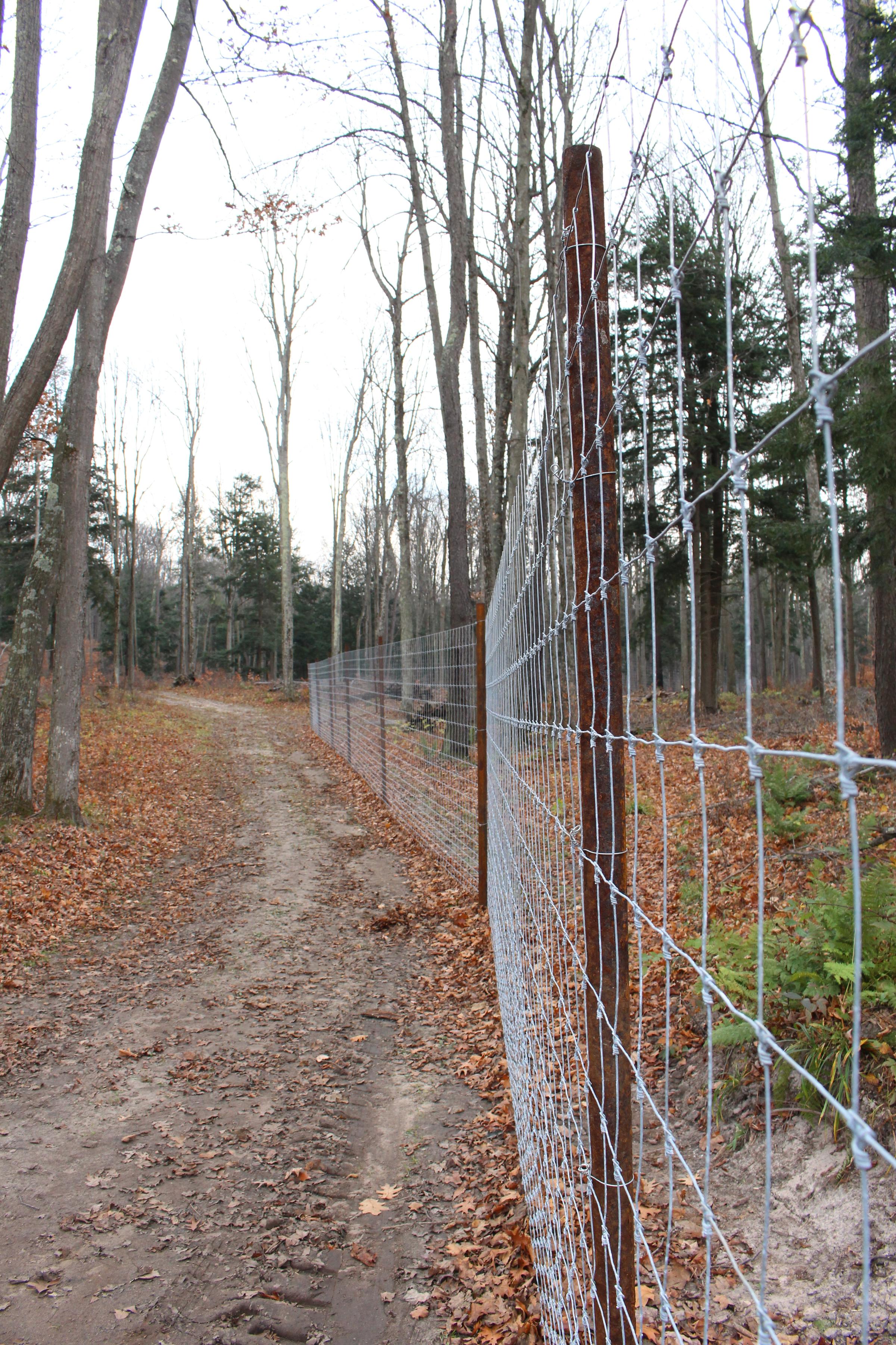 Keeping Hungry Deer Away From One Northern Michigan Forest Keeping Hungry Deer Away From One Northern Michigan Forest