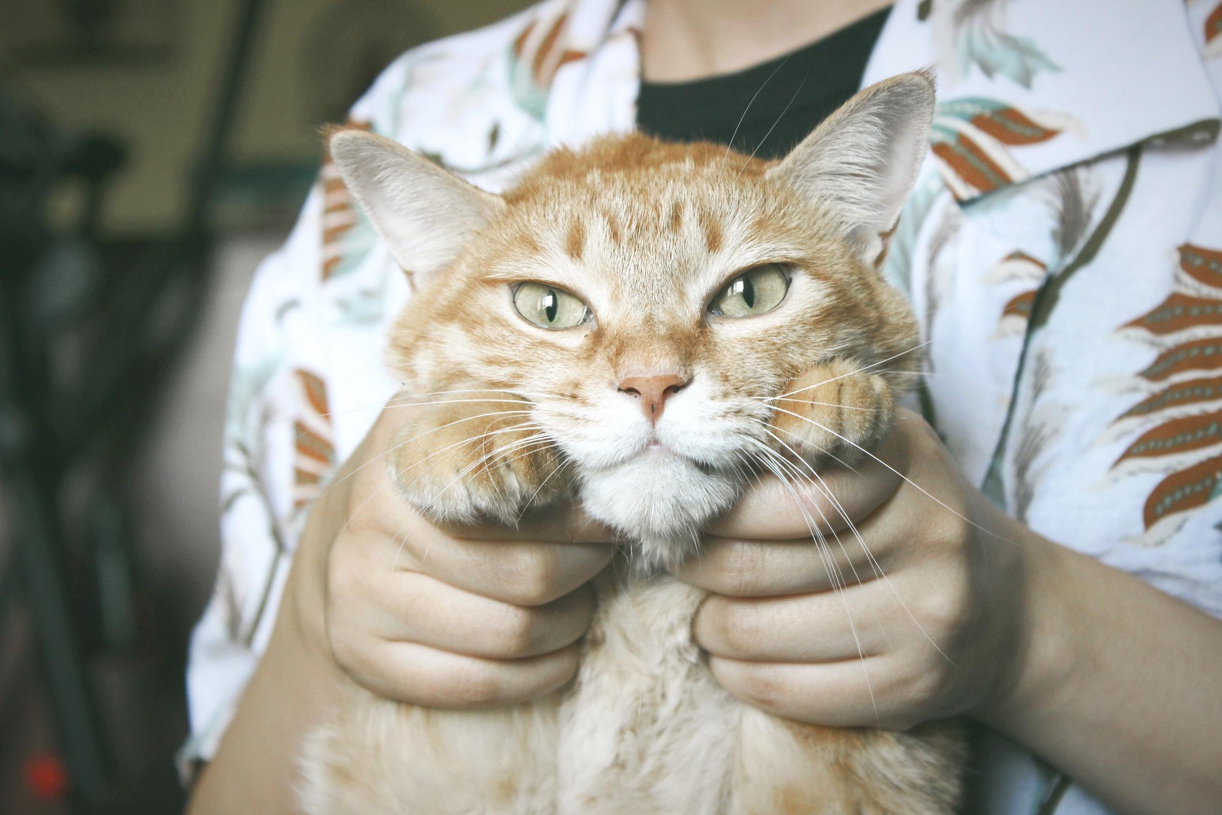 Proposed bill could ban declawing cats in Michigan Michigan Radio