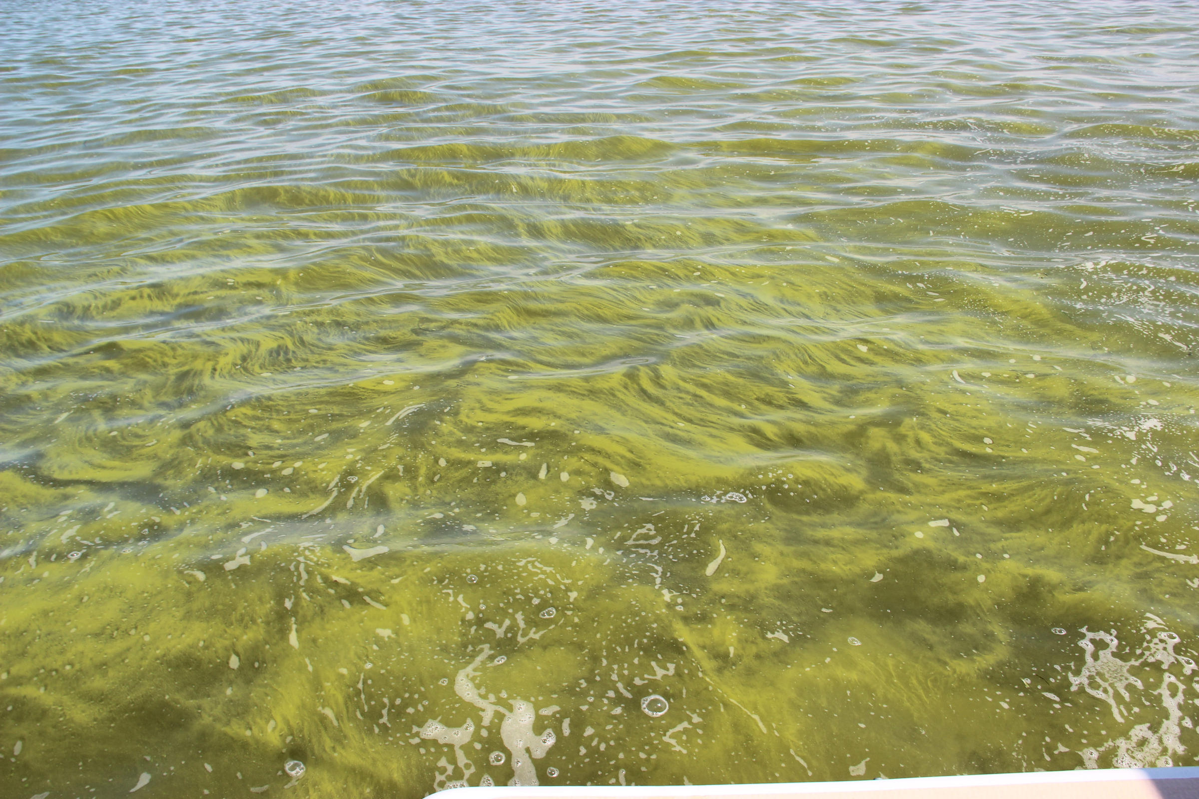 Toxic Bacteria Bloom Is Back Closing Pelee Island S Beaches
