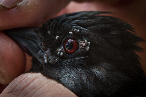 In The Battle Against Ticks And Lyme Disease Scientists Look To Biologist Patrick Keenan Holds A Male Towhee In His Hand At The Wells Reserve Last Month Before Removing 54 Engorged Deer Ticks From Around Its Eyes