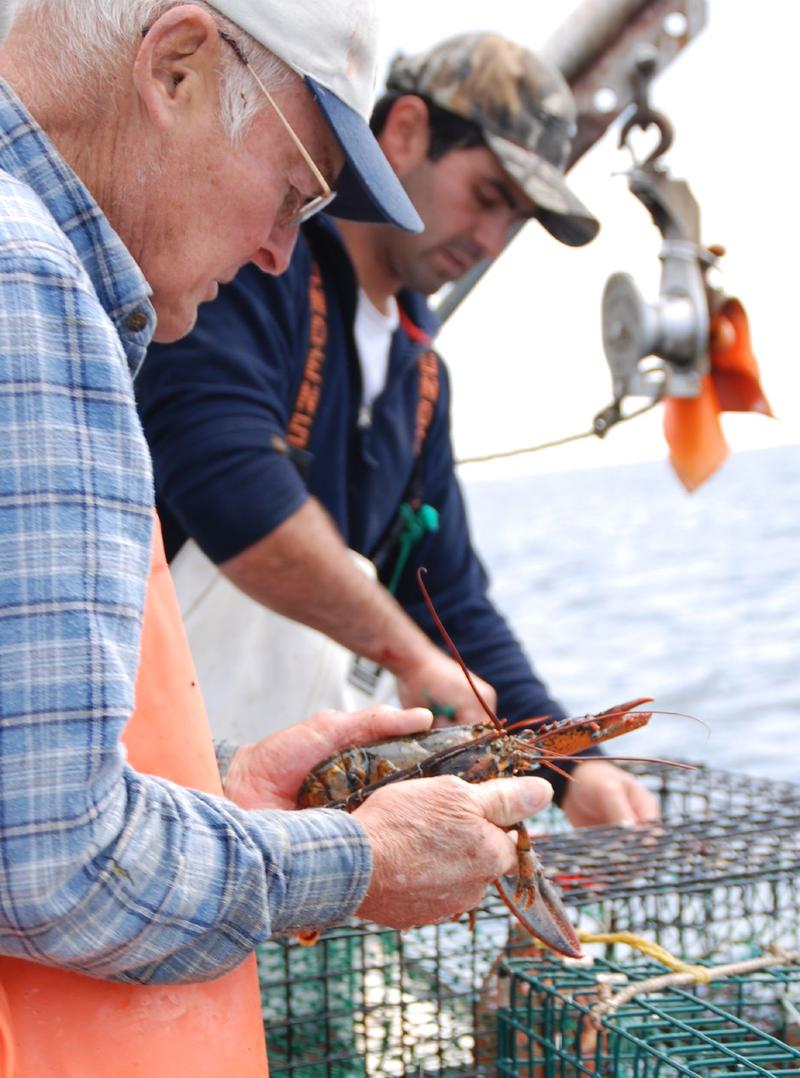 Maine's Lobster Fishery: What Is The Outlook For The Future? | Maine Public