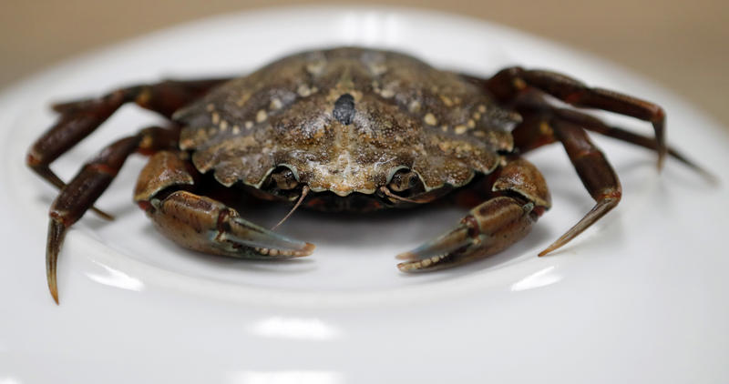 aggressive canadian green crabs threaten maines coastal
