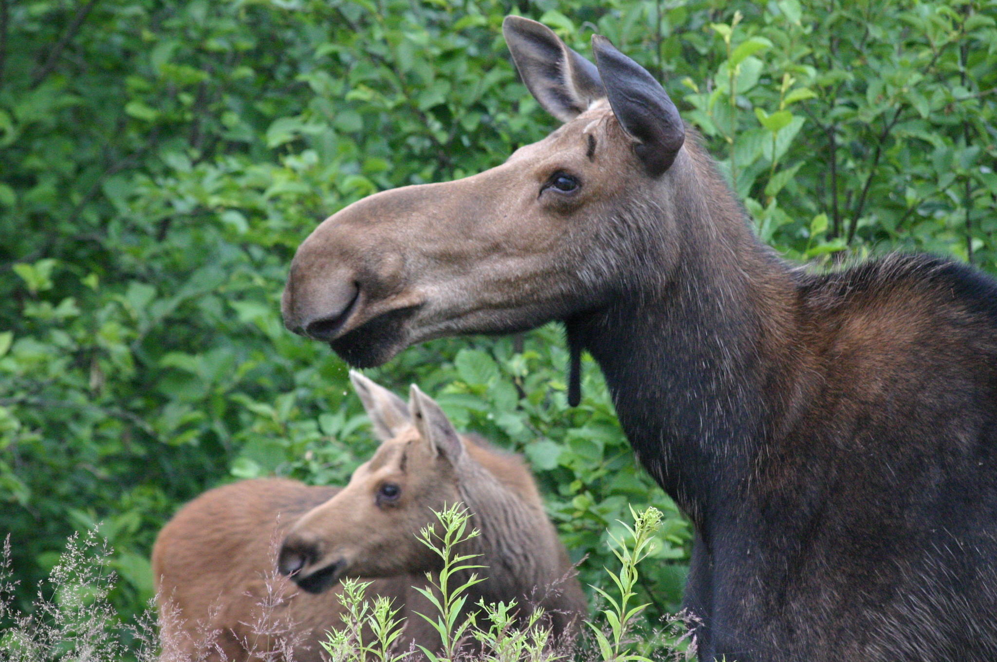 Ticks Love Moose Right To Death — Here's Why | Maine Public