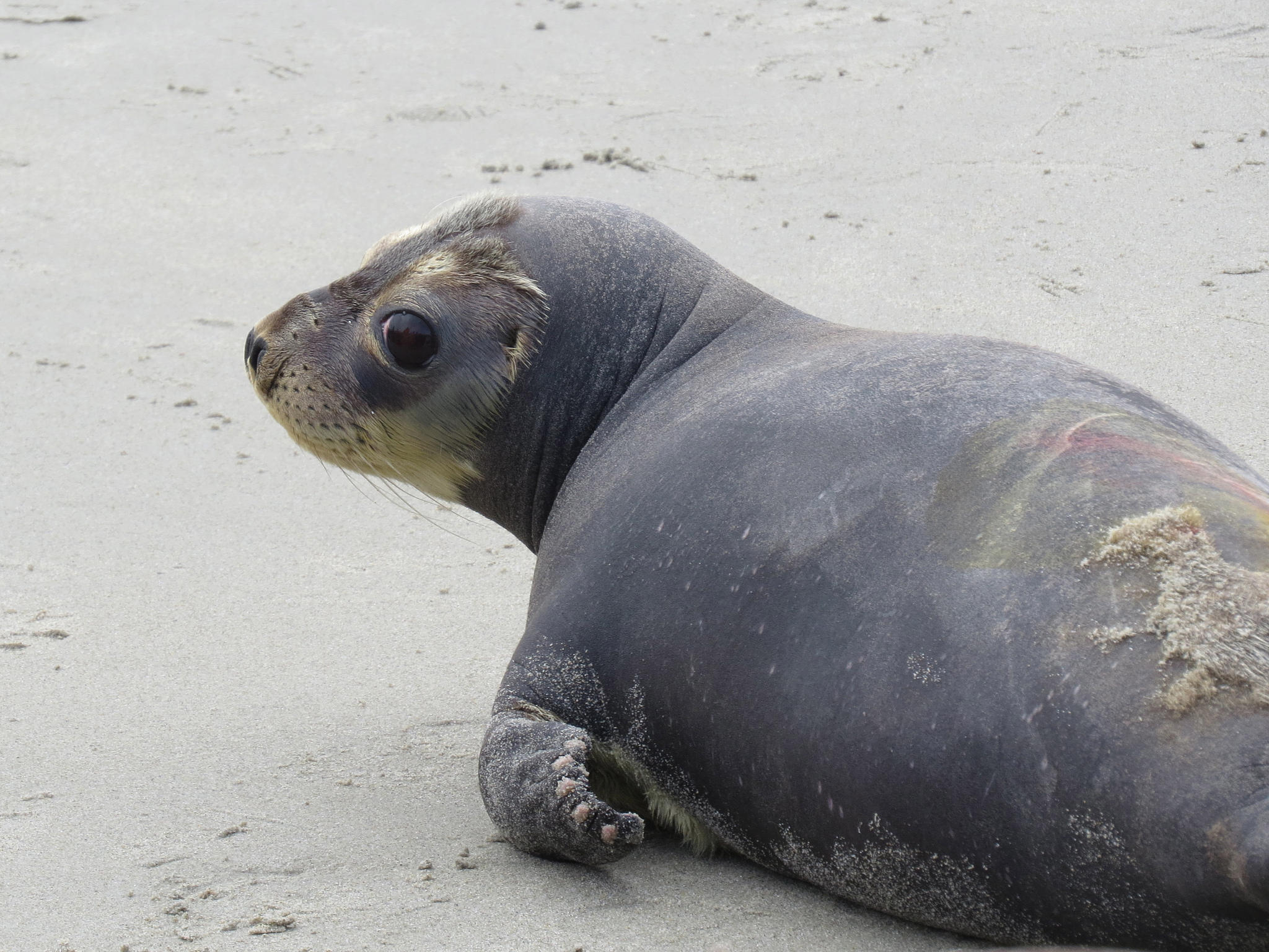 that attempting to take a selfie with a seal or a seal pup is a