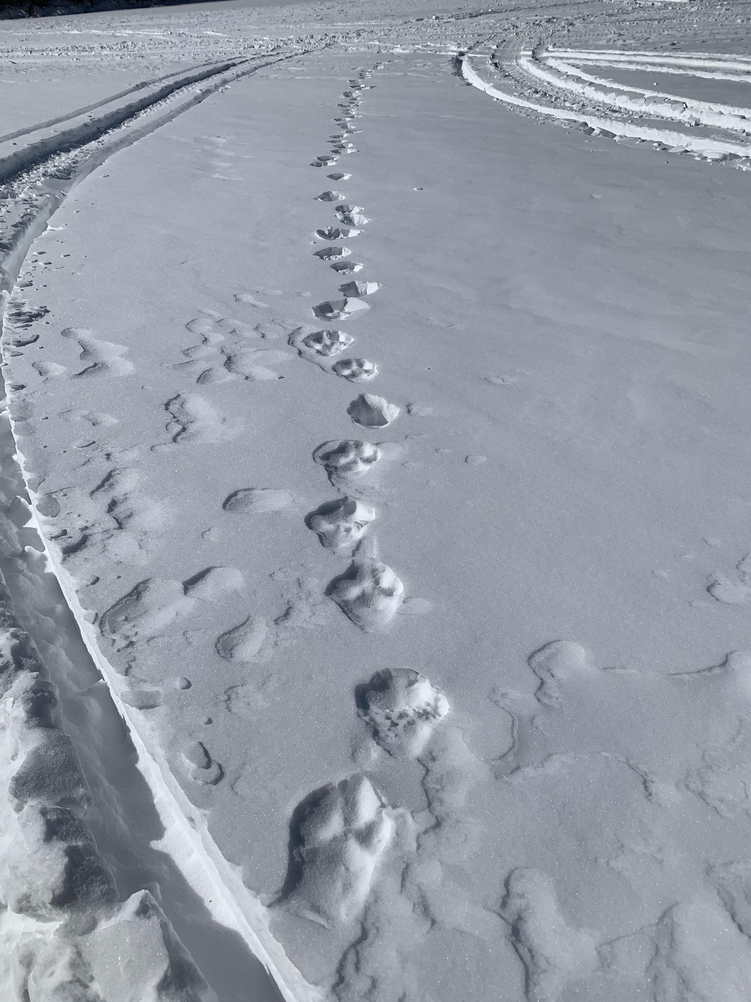 58 Top Photos Fisher Cat Tracks In Deep Snow : Track Id Please Trapperman Forums