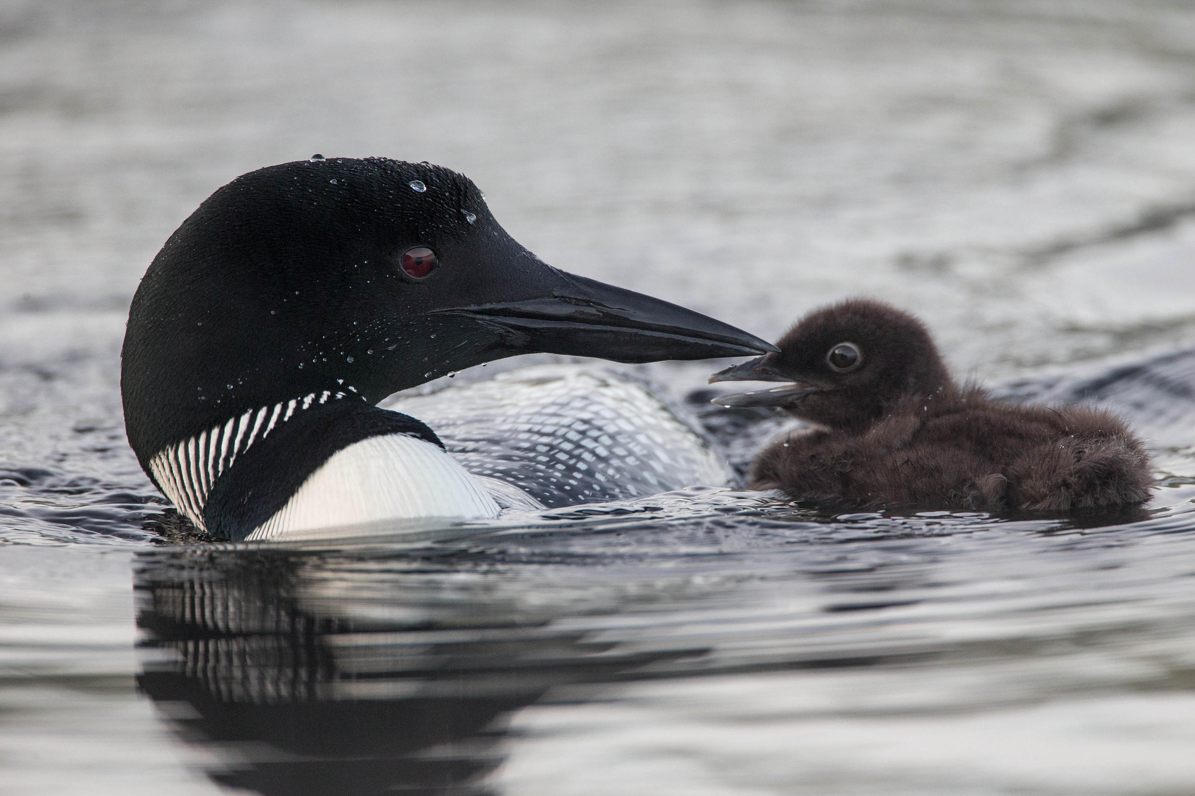 Loons in Maine: What is Being Done To Manage and Protect This Aquatic