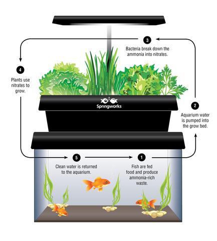 aquaponics could be key in extending maine's growing