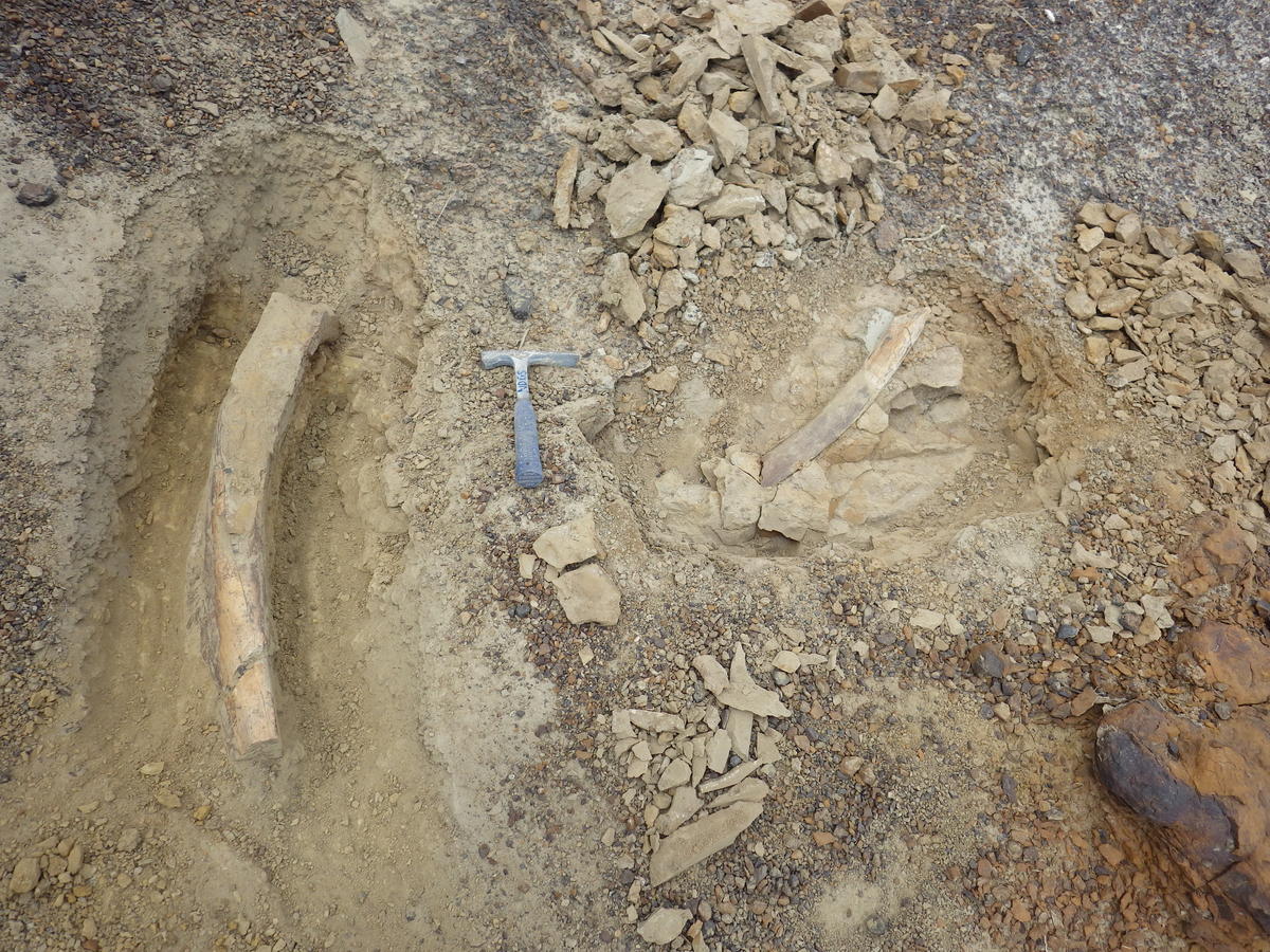 north dakota fossil site