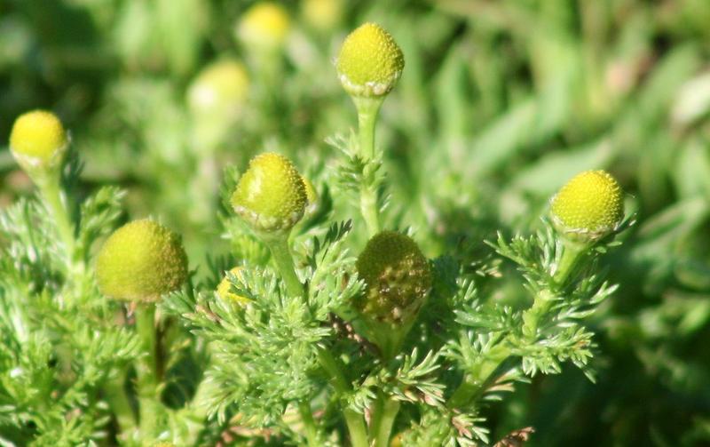 Root Seller Sue on Foraging Wild Chamomile, AKA Pineapple Weed