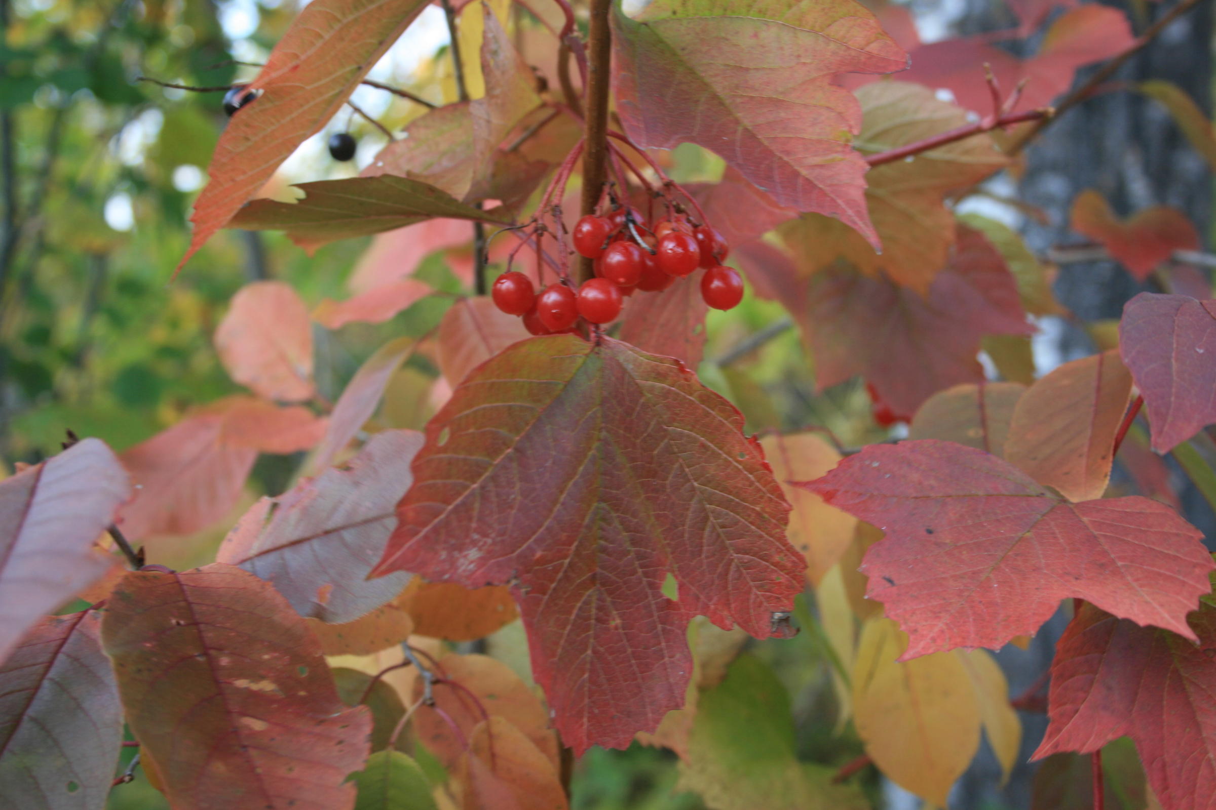 Highbush Cranberry Prairie Public Broadcasting