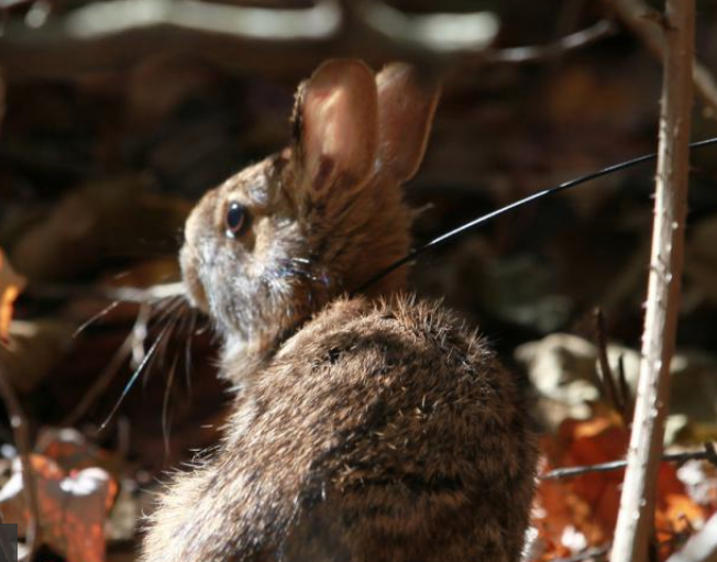 N.H. to Monitor Endangered Cottontail Rabbits in Winter | New Hampshire