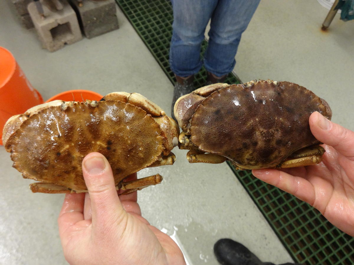 Jonah Crab Moves Mainstream In Gulf Of Maine After Decades As Lobster