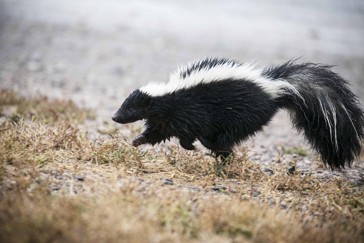 Ask Sam: Why Is This Skunk Digging Up My Yard? | New Hampshire Public Radio