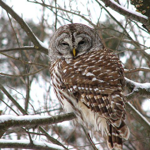 Something Wild: How Owls Spend The Winter | New Hampshire Public Radio