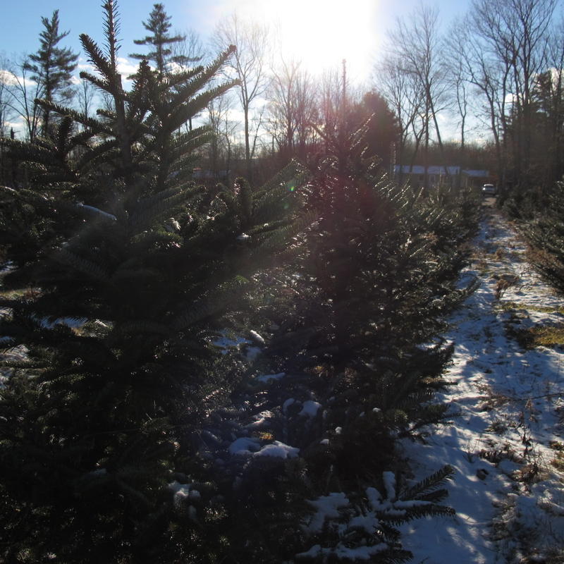 Why New Hampshire's Tiny Christmas Tree Industry Thrives New