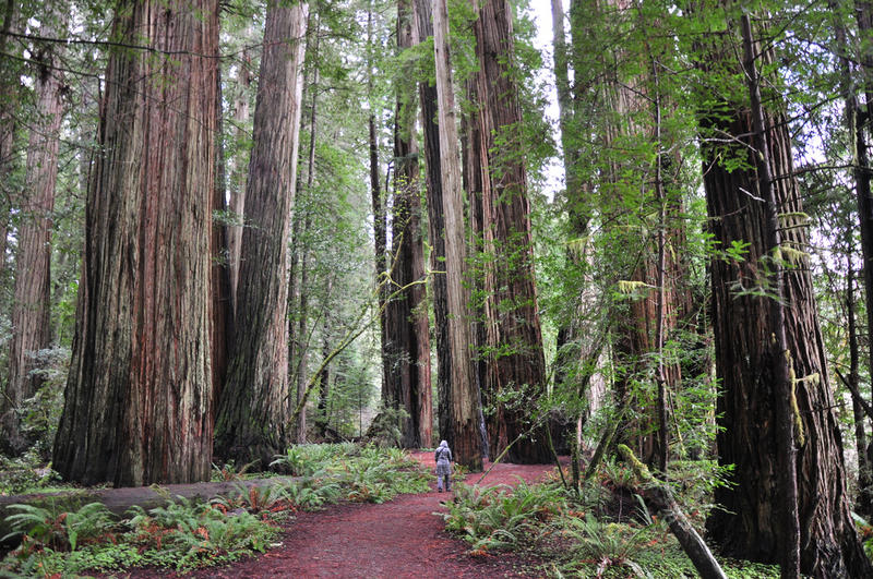 Something Wild: The Challenge Of Choosing A National Tree | New ...