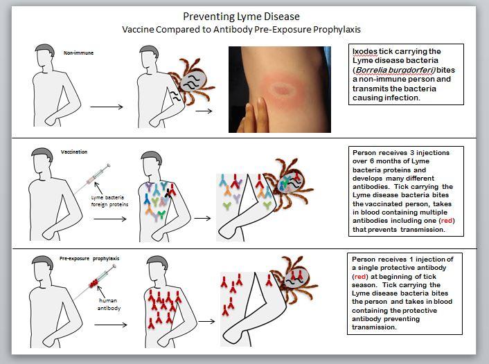 The Summer Tick Forecast & New Ways to Fight Lyme Disease New