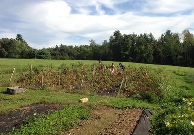 N H Gleaners Redistribute Local Food New Hampshire Public Radio