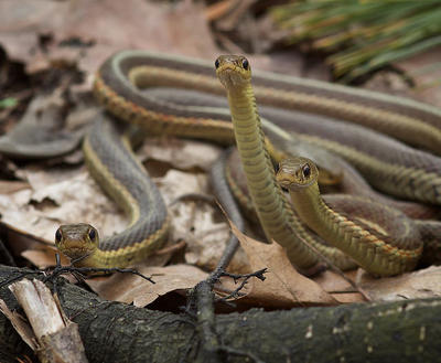 Something Wild Garter Snakes New Hampshire Public Radio
