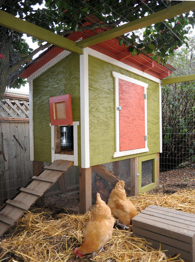 Chickens In Your Backyard New Hampshire Public Radio