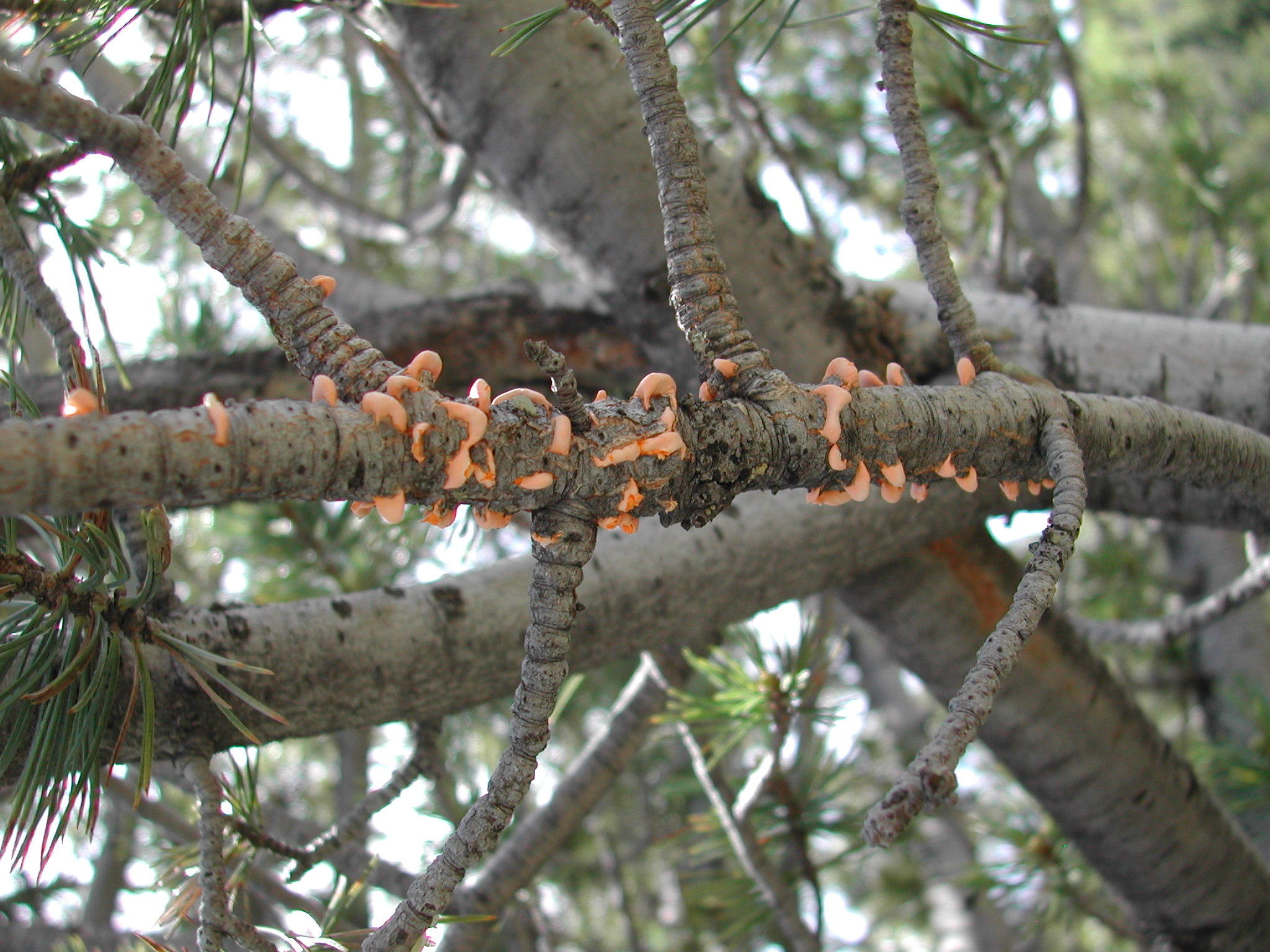 White pine rust blister фото 6