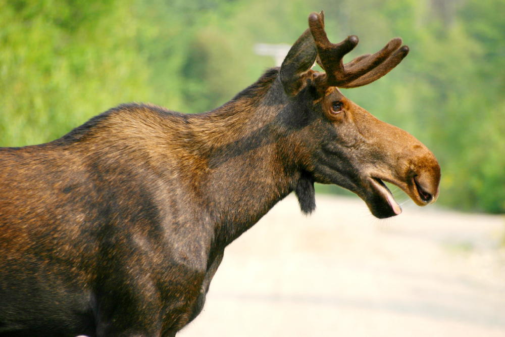 Early Data Hints At Population Uptick For N.H. Moose Herd
