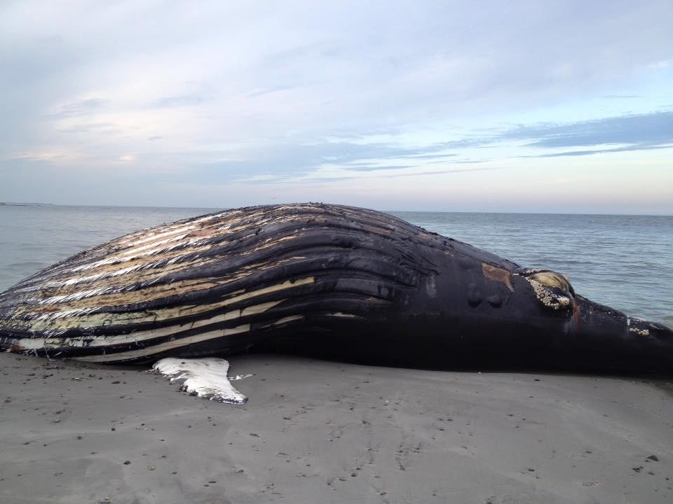 Cause Of Rye Whale Death Under Investigation | New Hampshire Public Radio