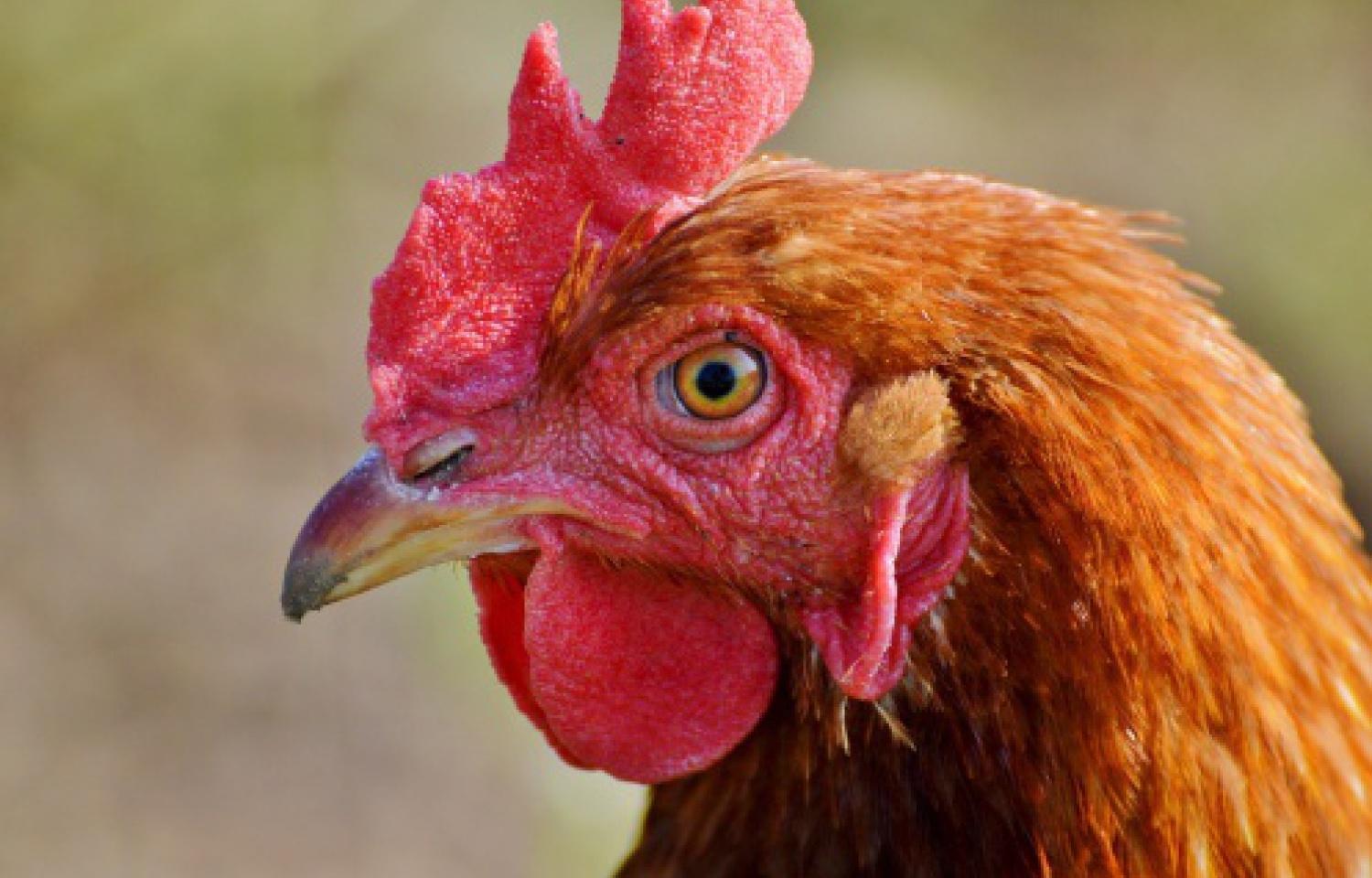 new-hampshire-red-chicken-facts-youtube