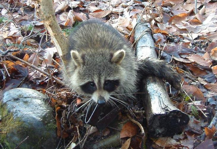 N.H. Health Officials Seeking Massachusetts Man Who May