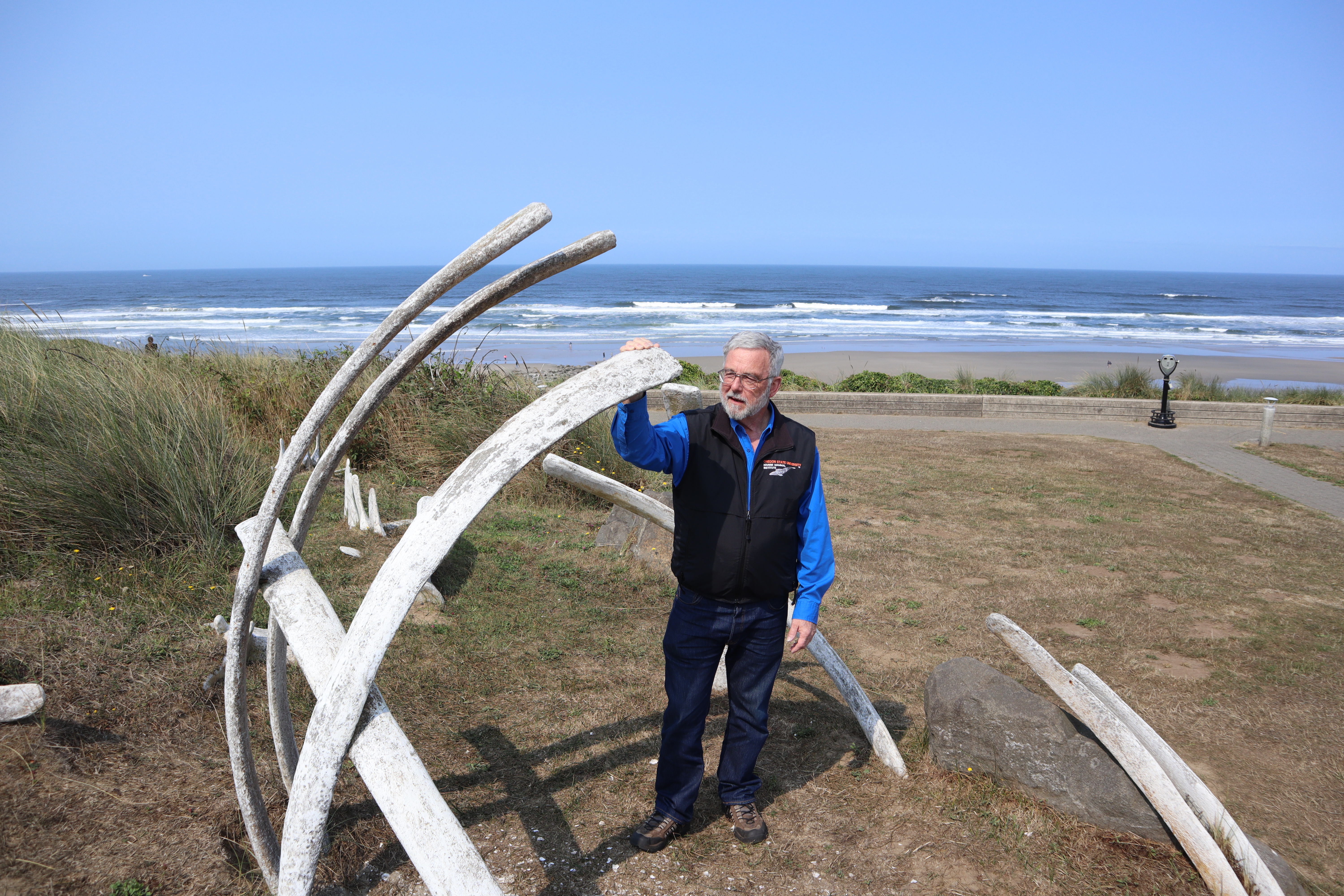 Osu Scientists Need Money To Retrieve A Blue Whale Skeleton They