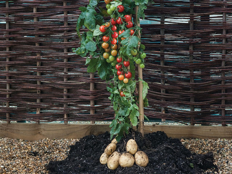 tomato potato plant