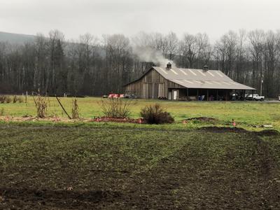 Bigleaf Maple Syrup Flows As Profits Drip From Once Maligned