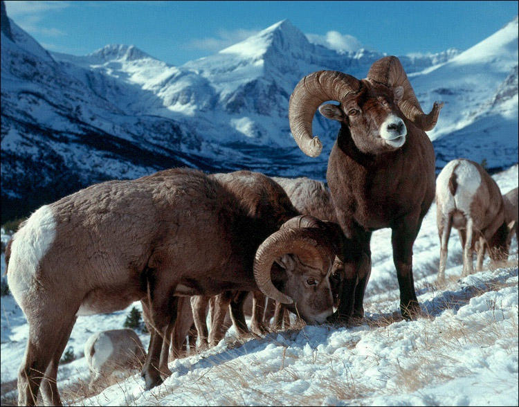 Фары cibie bighorn