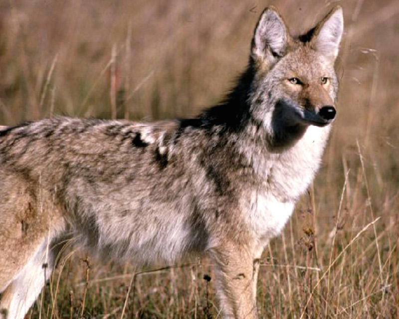 the one about coyote going west the one about coyote going west