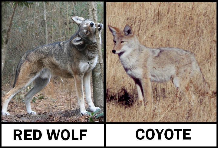 Red Wolf Deaths Prompt Investigation and State Court Case | Public ...