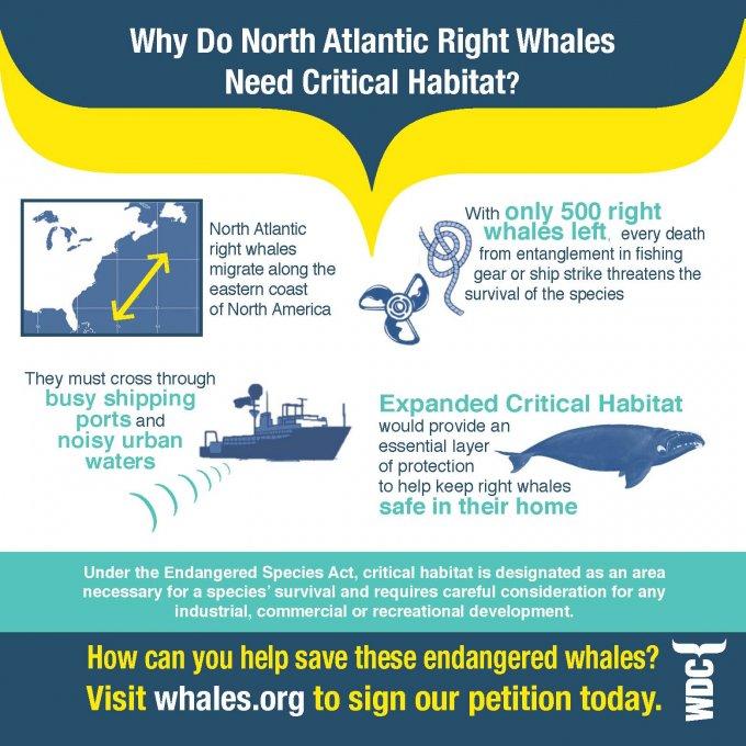 NOAA Proposes Expanding Right Whale Critical Habitat | Public Radio East