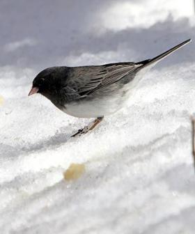 Winter Birds In South Dakota | SDPB Radio