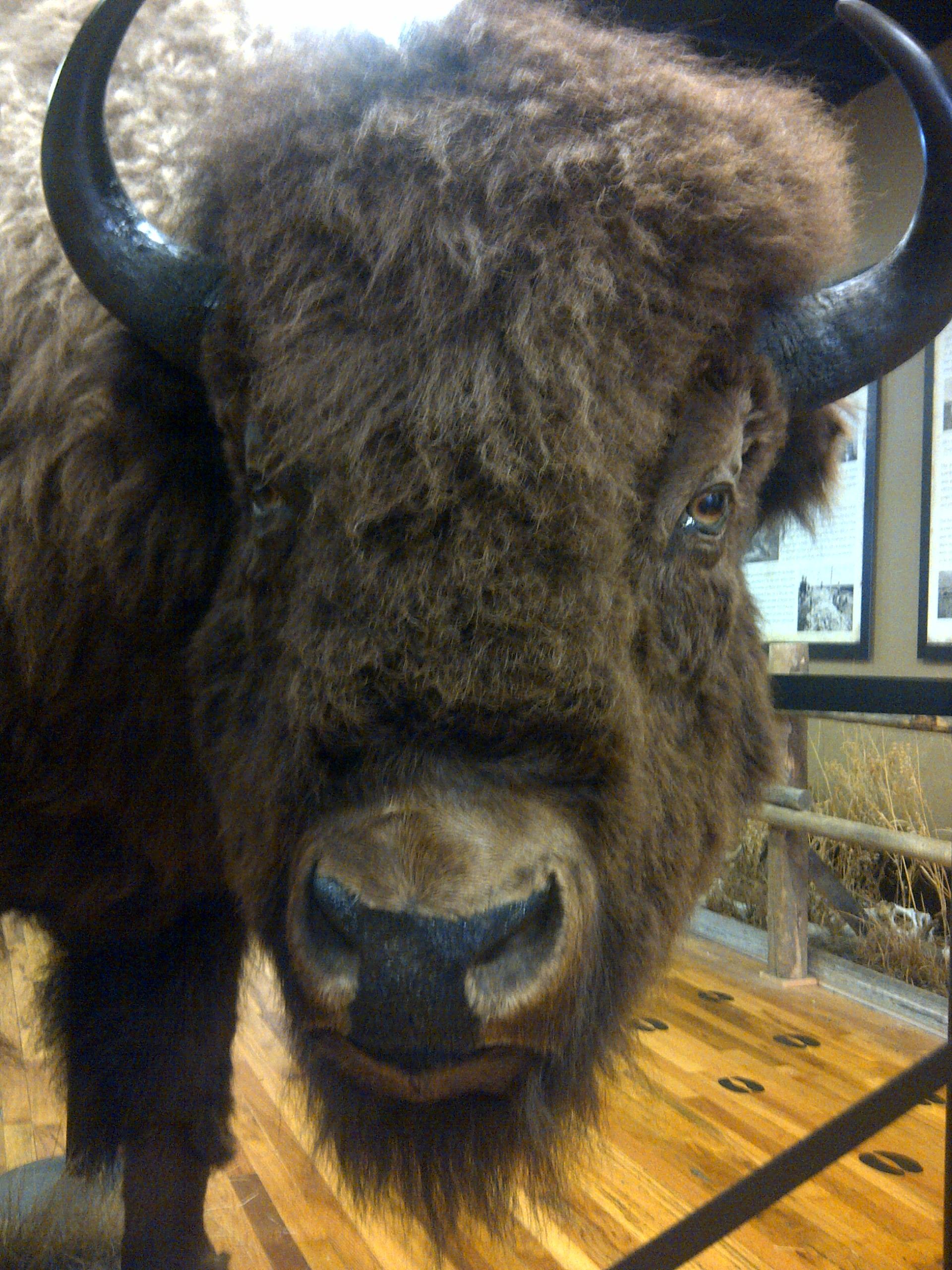 Rapid City Museum Seeks To Preserve Legacy Of Bison | SDPB ...