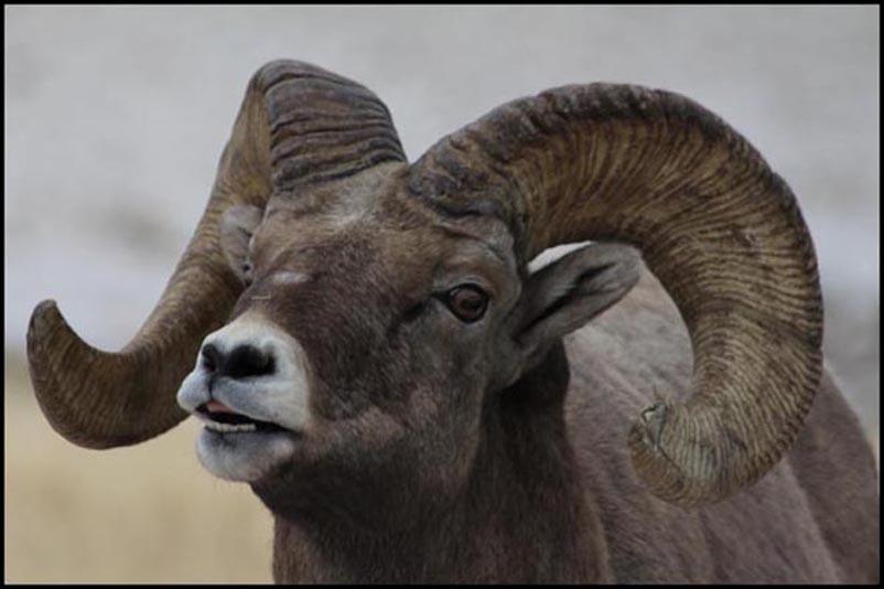 New Bighorn Sheep In Western South Dakota | SDPB Radio