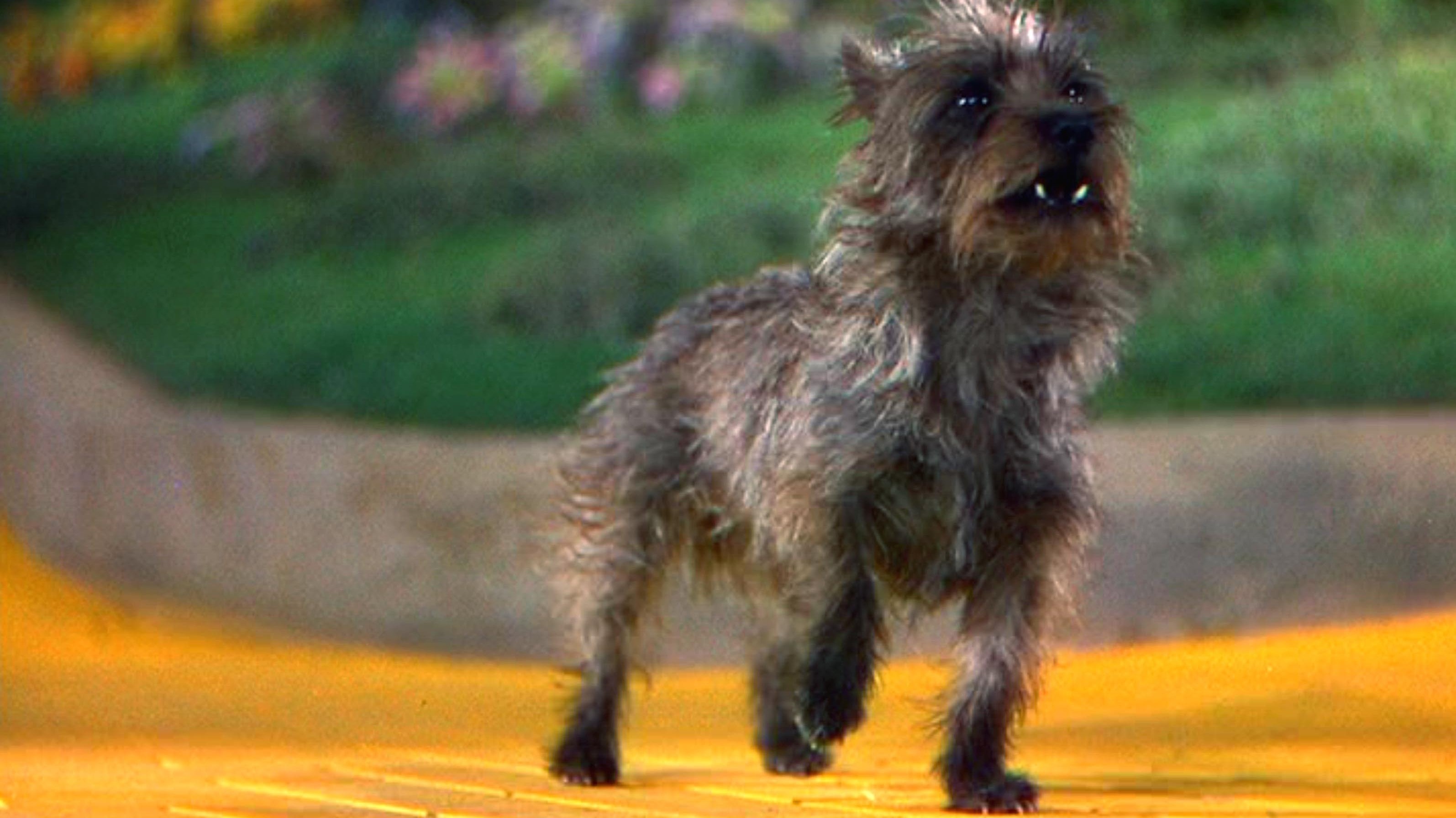 From Carpet-Wetter To Film Icon: How Terry The Terrier Became Toto | KTEP